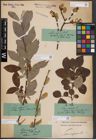 Foto von Salix caprea L.